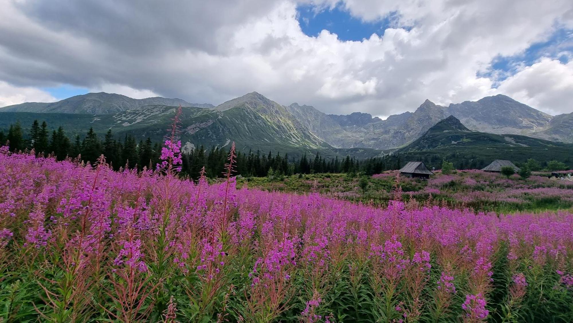 Bukowina Tatrzanska -Czarna Gora- Black Apart- Widok Na Tatry, Jacuzzi, Bilard, Game Room 布库维纳塔然斯卡 外观 照片